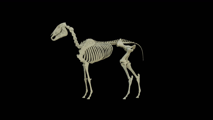 Horse Skeleton, Animation.3840×2160.11 Second Long.Transparent Alpha video. Royalty-Free Stock Footage #1098413981