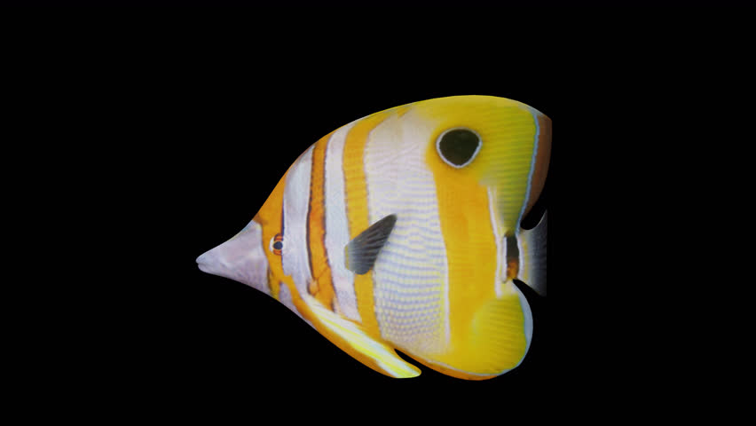 Needlenose Fish View From Side,Animation.3840×2160.06 Second Long.Transparent Alpha video.LOOP