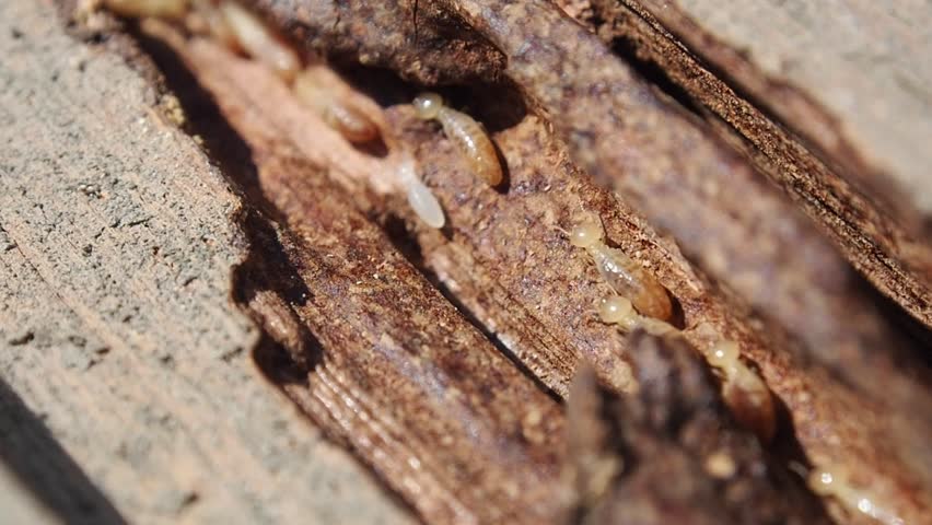 Macro Shot of Worker and nasute termites in house eating wood door frame. Royalty-Free Stock Footage #1098416889