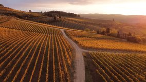 Aerial drone view over vineyards, towards agricultural fields, during sunset - Powered by Shutterstock - Get 15% off with code: PIKWIZARD15