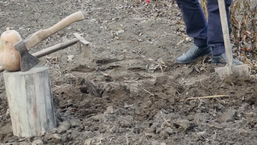 the farmer digs the black earth with an old shovel in the garden.