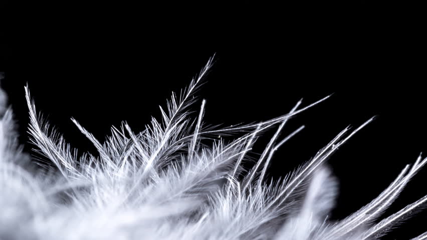 Beautiful white quill pen close-up isolated on a black background. Feather texture. 4k macro raw video with smooth camera movement. Studio shooting. 60 fps. | Shutterstock HD Video #1098432337