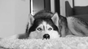 Dog Siberian Husky with a pensive look lies on a white fleecy carpet indoors. Close-up front view. Black and white video