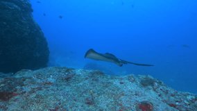 Stingray Swimming In Tropical Waters of Cocos island, Costa Rica