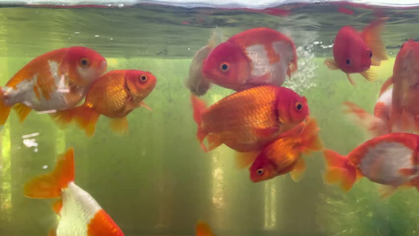 Goldfish Aquarium, Fish Aquarium Background, Copy Space..., | Shutterstock HD Video #1098434713