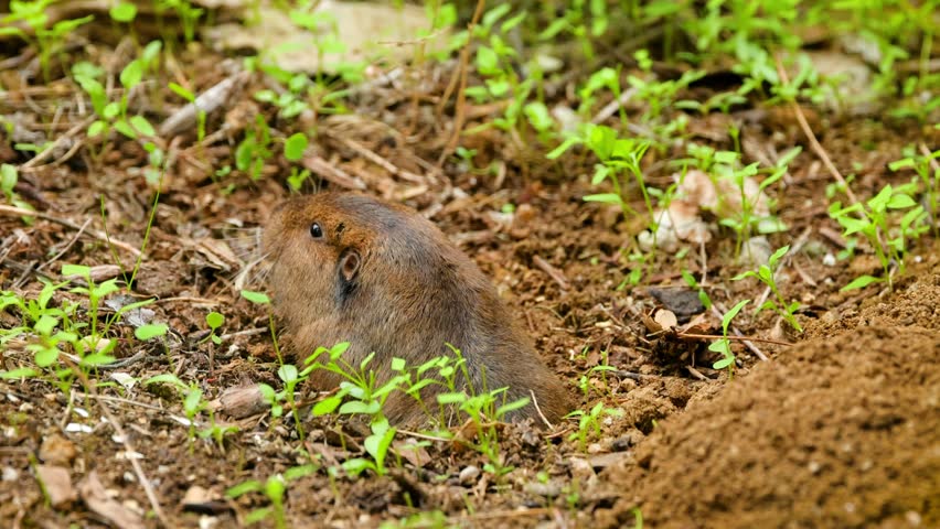 Gopher coming out of it