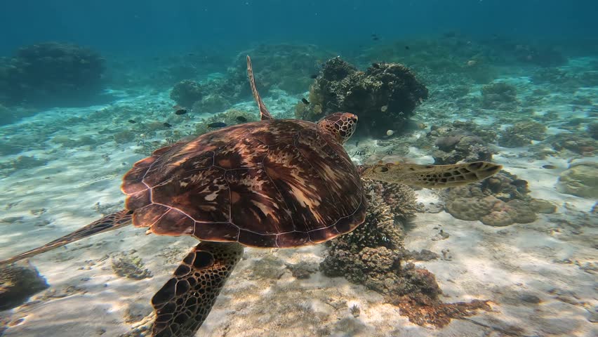 Swimming sea turtle and sandy seabed. Underwater video from scuba ...