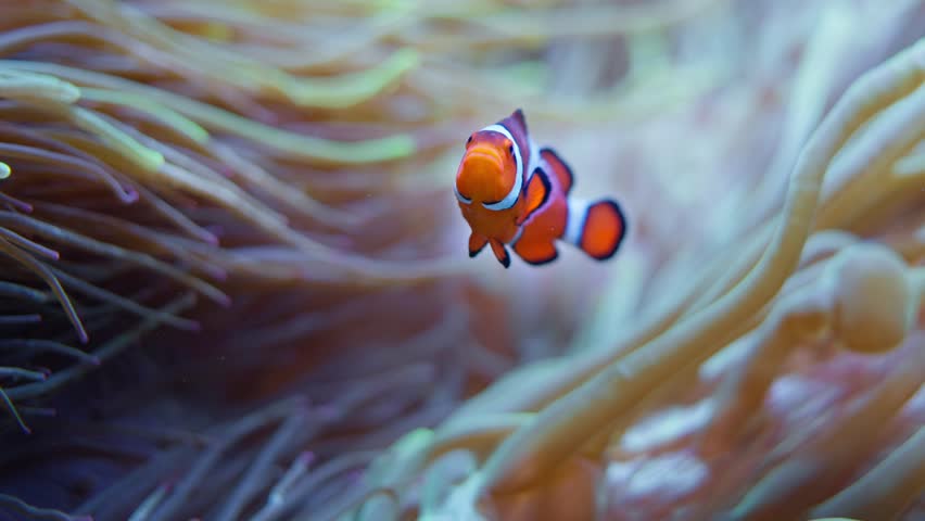 Underwater scene, One clownfish swimming in anemone coral reef in slow motion Royalty-Free Stock Footage #1098436291