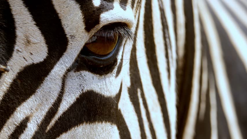 Macros shot of a zebras eye with flies annoying it making it twitch | Shutterstock HD Video #1098436563