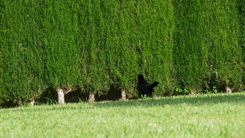 Blackbird running in the grass