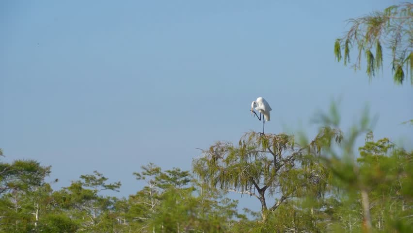 White Egret Crane Standing on one foot on top of tree in Everglades National Park Florida
