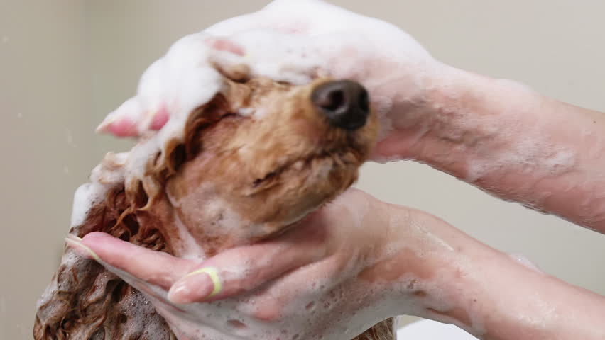 Woman's hands are washing a dog's apricot miniature Poodle head with a shampoo in veterinary clinic. Pet's grooming, care concept. Dog care professional salon, service. Royalty-Free Stock Footage #1098437141