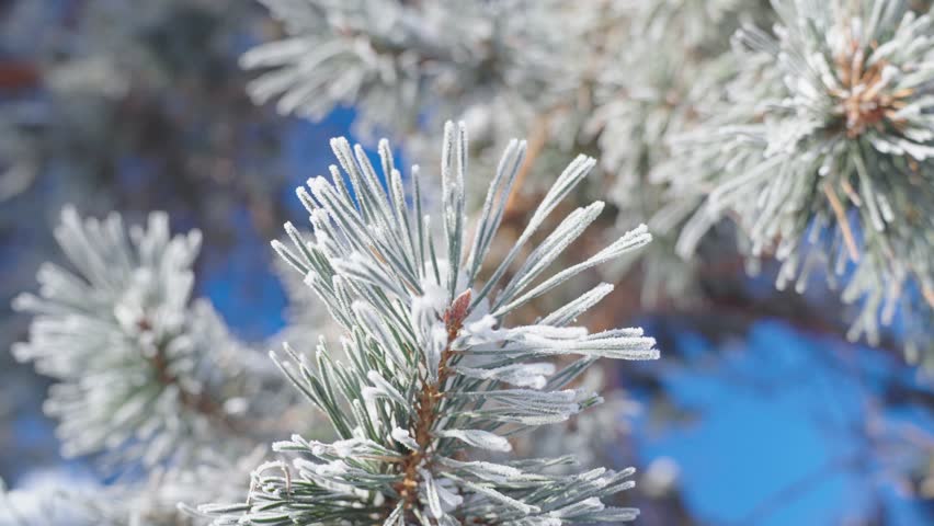 Macro detail close up of frosty frozen conifer spruce branch, circle pan, day