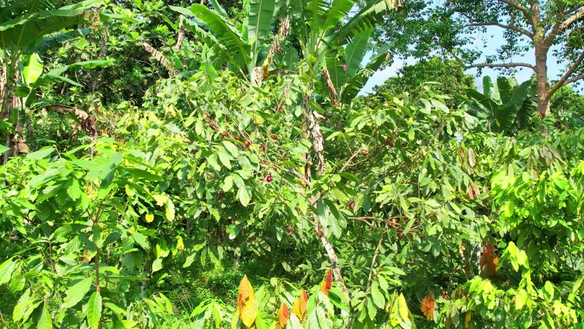 Flying towards a cocoa tree at Sao Tome,Africa | Shutterstock HD Video #1098437743