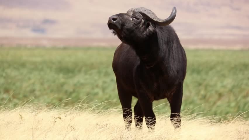 African buffalo standing in the wind, Tanzania


