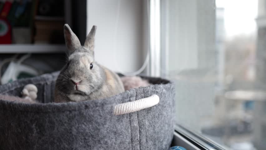 Lovely bunny easter baby rabbit sitting in pet bed. Funny relaxing cute fluffy rabbit playful concept.