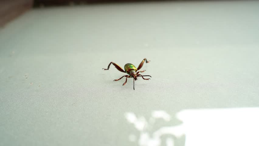 The frog beetle slowly rearranges its paws on the smooth surface of the glass door