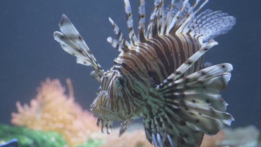 Close front head portrait of lionfish (Pterois volitans) swimming underwater