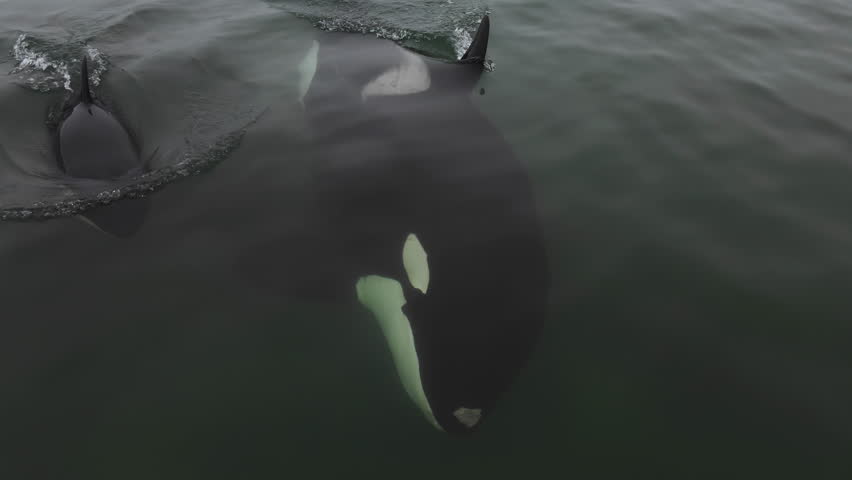 Orca killer whale swimming in the sea. Aerial 4k.
