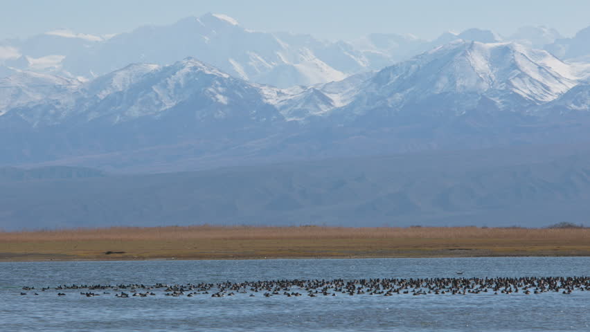 a flock of wild ducks swims on the surface of the Issyk-Kul lake with mountains in the background at summer day, realtime footage. Royalty-Free Stock Footage #1098447401