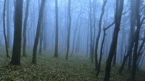 Mystical foggy autumn forest with young straight trees. In an eerie blue color.