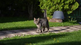 cat walking in the yard of the garden in the super slow motion 