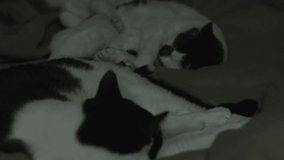 Sleepy Cats Relaxing at Home Black Magic Production Camera 4K