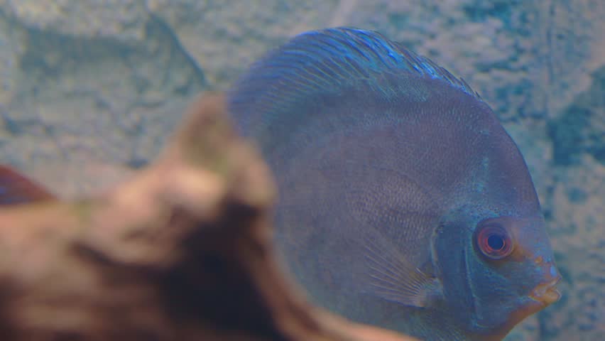 Close up view of blue diamond discus fish swimming in aquarium.  Sweden. | Shutterstock HD Video #1098461533