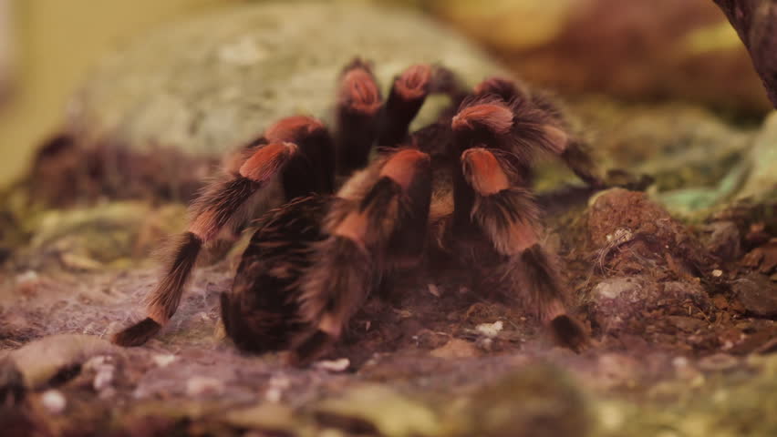 Closeup of redknee mexican spider tarantula on green background. High quality 4k footage