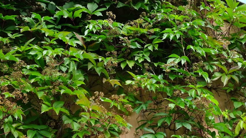 Hedge ivy background. foliage of green plants. Green and orange wild grapes leaves wall background. The natural texture of the wild grapes leaves, green wall covered with vine leaves banner
