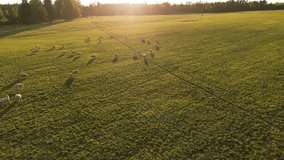 Flock of sheep running on a green field. Wooly sheep and lambs on summer sunset evening. Wool production, lambing season. Herd of domestic animals. Aerial view, farmland, farming, drone footage.