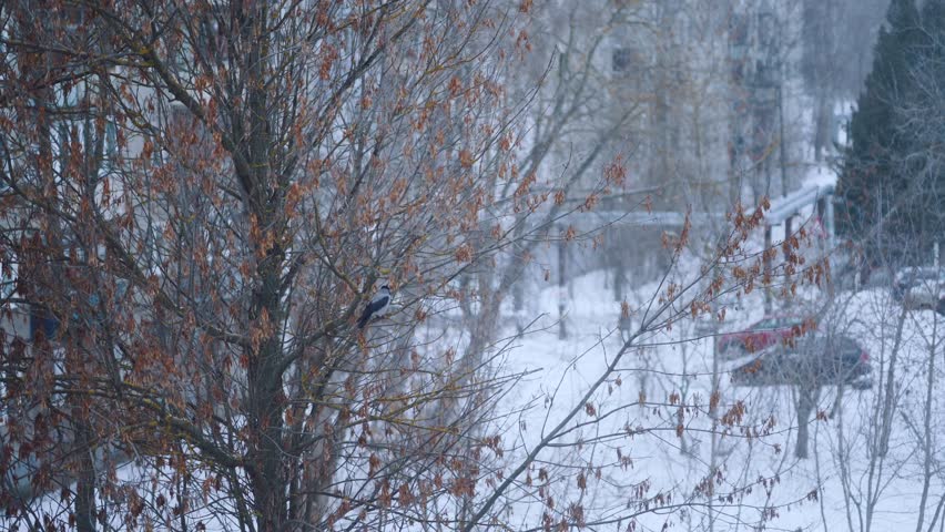 A crow sits on a tree in winter, a crow flies away from a tree, a crow in winter