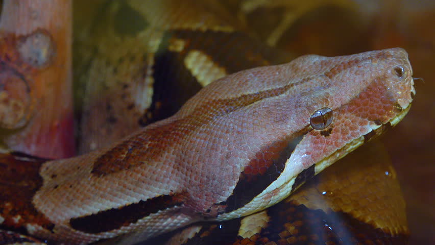 Close-up head of a spotted boa constrictor in a terrarium