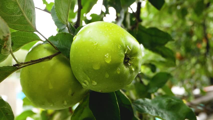 A ripe green apple with raindrops on an apple tree branch in the summer. Cultivation of environmentally friendly fruits. Harvesting apples. Sweet vitamin fruit dessert. Harvesting apples Royalty-Free Stock Footage #1098480395