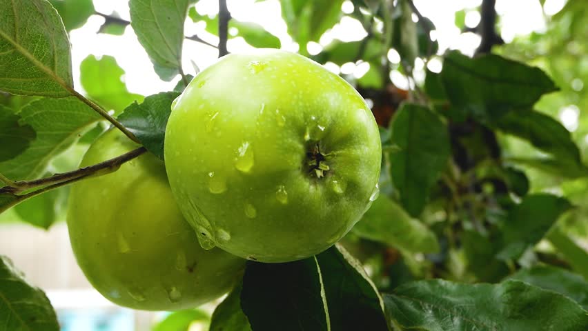 A ripe green apple with raindrops on an apple tree branch in the summer. Cultivation of environmentally friendly fruits. Harvesting apples. Sweet vitamin fruit dessert. Harvesting apples | Shutterstock HD Video #1098480395