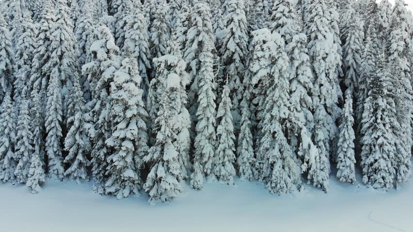 forest and road landscape between mountains winter time