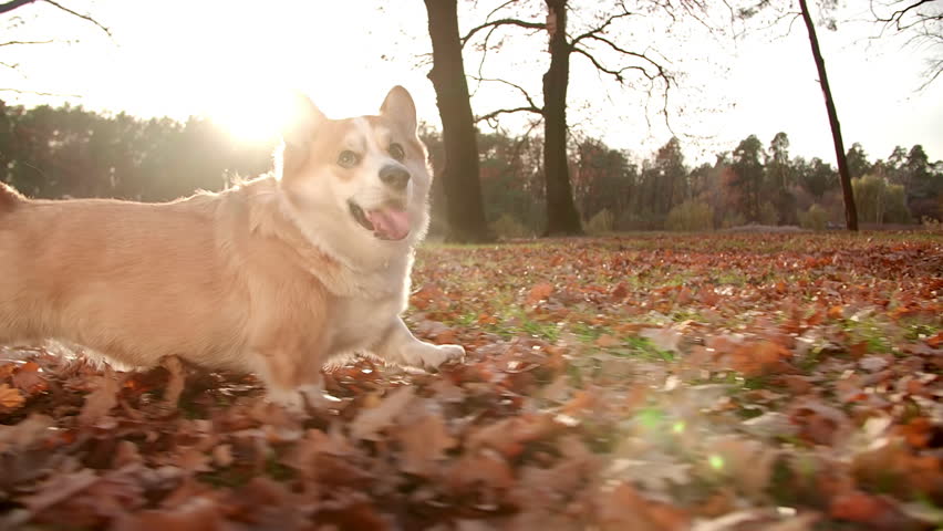 Herding dog with short, powerful legs enjoying fresh morning outdoors. Cute and playful Pembroke Welsh Corgi running and playing in park. High quality FullHD footage | Shutterstock HD Video #1098487837
