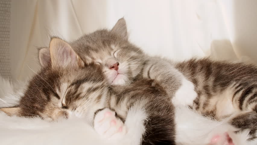 Little Kittens Sleeping. Cats Sleeping on a Fur White Blanket In the Rays of Sunlight and Shadow. Concept of Adorable Cat Pets. Royalty-Free Stock Footage #1098488115