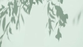 Transparent soft light and shadows from branches, plant, foliage and leaves. Sun and shadows. Gray shadow of the leaves on a wall. Space for text. Product presentation, mockup for advertising. - Powered by Shutterstock - Get 15% off with code: PIKWIZARD15