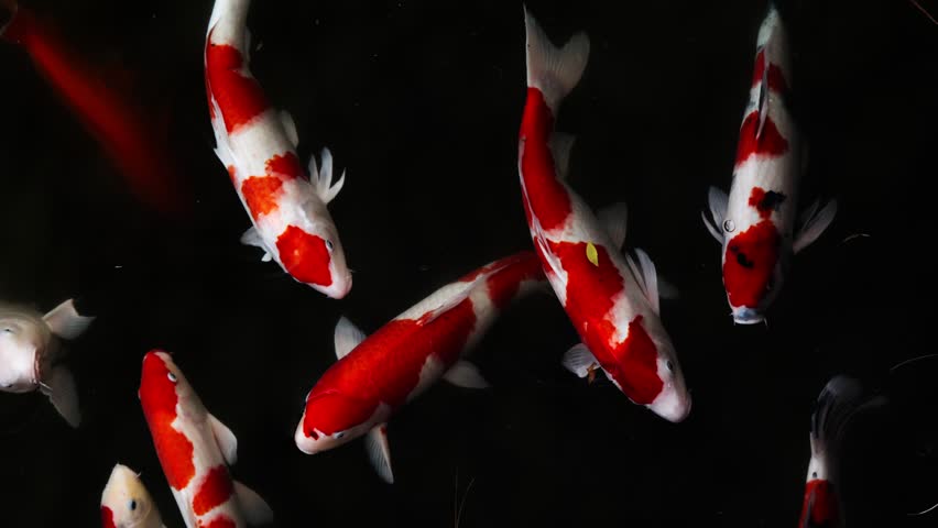 Colorful fancy carps or koi fishes swimming in a pond in a Japanese garden, Nishikigoi, Nobody, Slow motion, Vertical video for smartphone footage Royalty-Free Stock Footage #1098491957