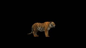 Tiger Howl Transparent Alpha Video Animation  