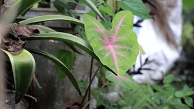 nice and beautiful videos of broad green leaf plants in the morning