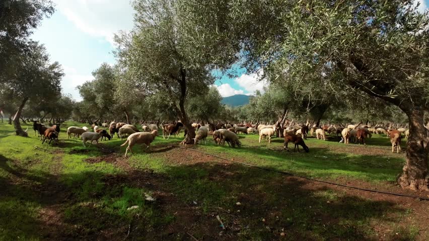 Flock of Sheep grazing under Olive trees, Aerial view