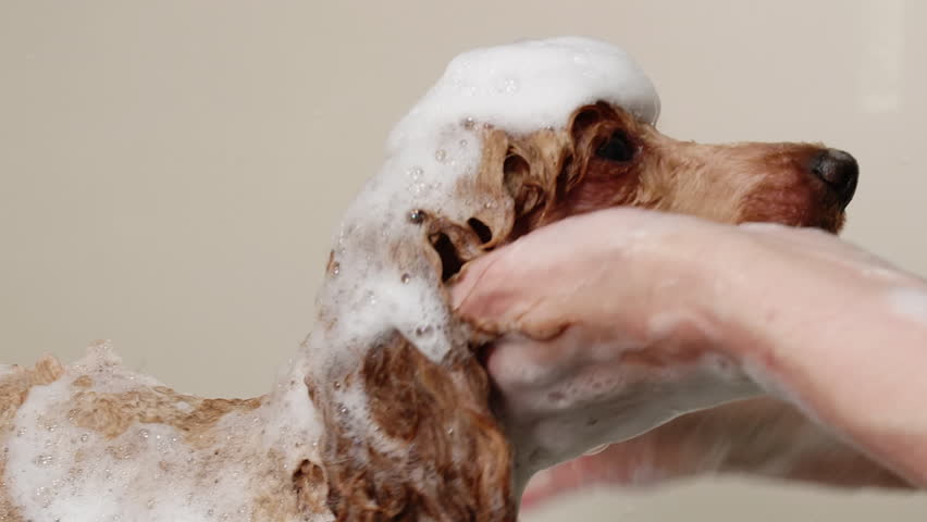 Hands of woman vet are washing a dog's Red Apricot Poodle head with shampoo. Bathing a dog in professional salon, massaging his head. Pet's grooming, care in professional service veterinarian clinic. Royalty-Free Stock Footage #1098504775