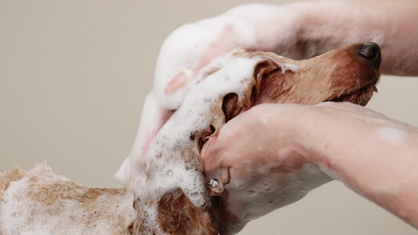 Hands of woman vet are washing a dog's Red Apricot Poodle head with shampoo. Bathing a dog in professional salon, massaging his head. Pet's grooming, care in professional service veterinarian clinic. | Shutterstock HD Video #1098504775