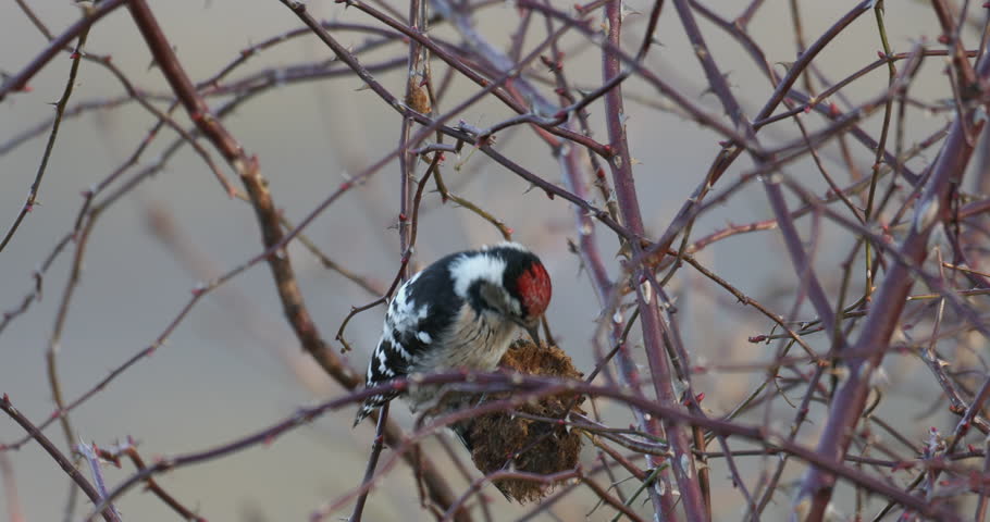 Middle spotted woodpecker (Dendrocoptes medius) is a European woodpecker. Feeding on tree in winter. Czech Republic wildlife