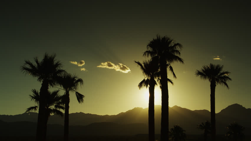 Palm Trees on a summer evening with the San Jacinto Mountains in Southern California. 