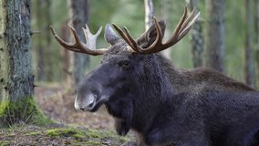Moose bull with big antlers close up in forest. Raw footage.