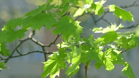 Green young maple leaves in 4K slow motion