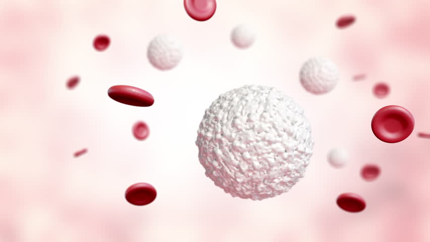 White blood cells flowing, Medical microbiology concept, 3D Animation, 4k Resolution.